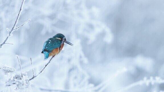 普通的翠鸟Alcedoatthis在寒冷的日子里被小冰滴覆盖着
