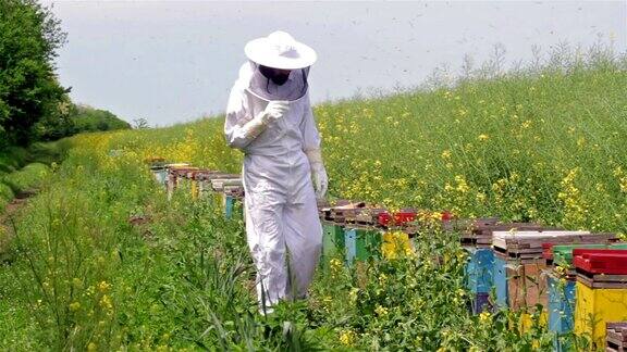 养蜂人正在检查他的蜂箱