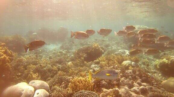潜入海底拍摄的鱼儿在珊瑚中穿梭