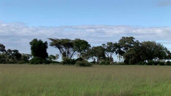 非洲大草原夏季野生狩猎坦桑尼亚卢旺达博茨瓦纳肯尼亚