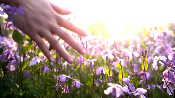 女人的手触摸着春天的花朵