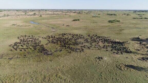 在博茨瓦纳奥卡万戈三角洲的高空鸟瞰图中一大群开普敦水牛从照相机前逃跑