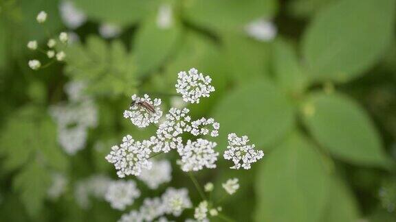 漂亮的白花上长着触角的棕色甲虫