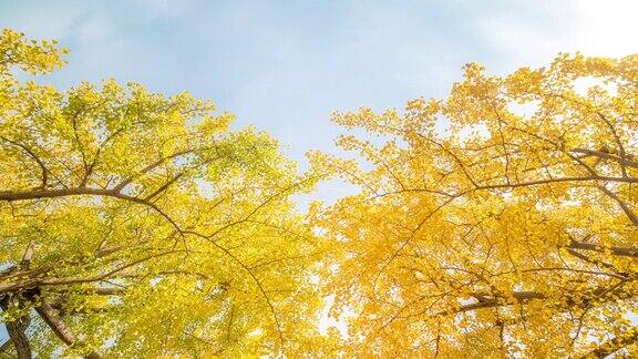 4K延时:立川花园东京日本美丽的天空苹果ProRes422(HQ)3840x2160格式