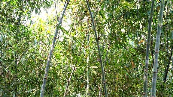 热带雨林的景观竹林植物