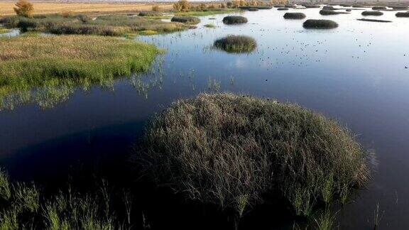 北加州野生动物保护区的湿地