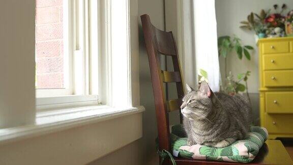 宠物虎斑猫坐在家里的椅子上