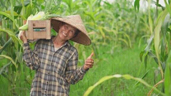 老年妇女农民在农业季节收割玉米增加收入