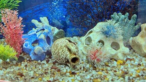 鱼缸底部有鹅卵石珊瑚植物和双耳罐