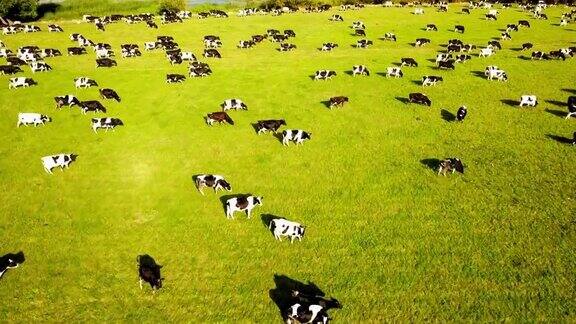 鸟瞰农场上的奶牛群