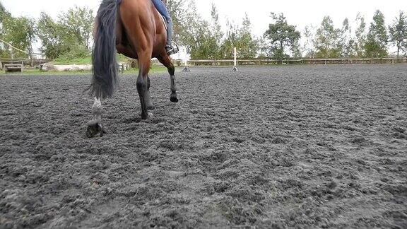 跟着马蹄在沙地上奔跑在潮湿泥泞的地面上奔驰的骏马的腿的特写后视图慢动作