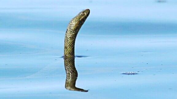 在热带水域游泳的海蛇HDR1080p