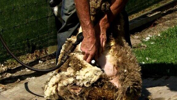 剪一只羊