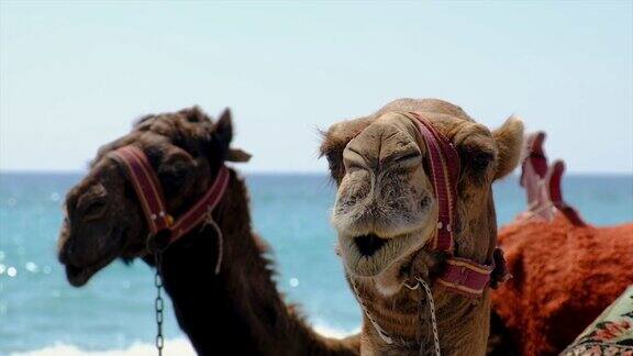 骆驼在海边附近选择性聚焦大自然