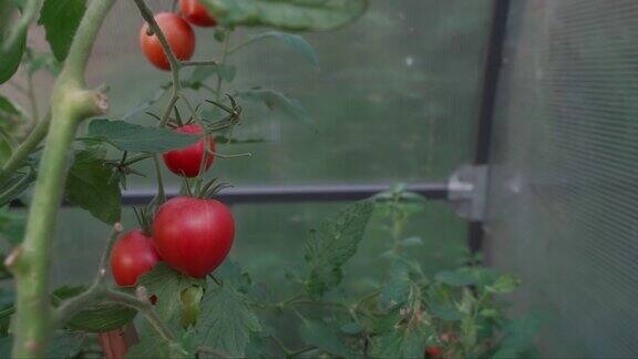 西红柿生长在温室的特写镜头里大红番茄长在温室里的树枝上园艺有机蔬菜农业