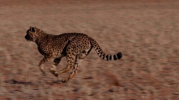 猎豹侧面跑向摄像机的慢动作