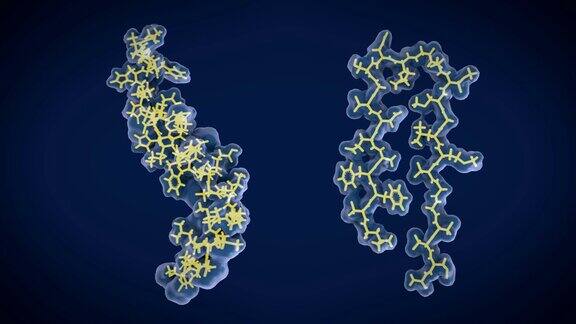 淀粉样-β肽:左:膜结合形式的淀粉样-β肽的结构右:游离形式可以积累成淀粉样斑块这与阿尔茨海默病有关