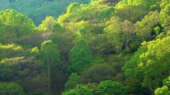 绿色森林的树叶