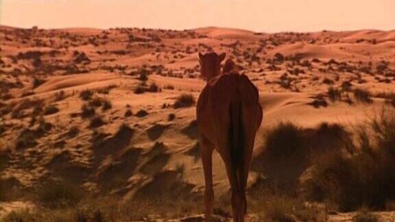 骆驼迪拜
