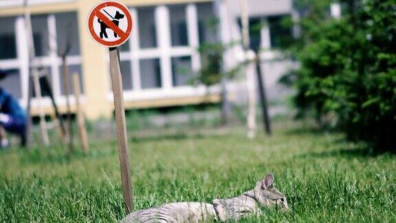 禁止遛狗猫躺在“禁止遛狗”标志附近的草地上