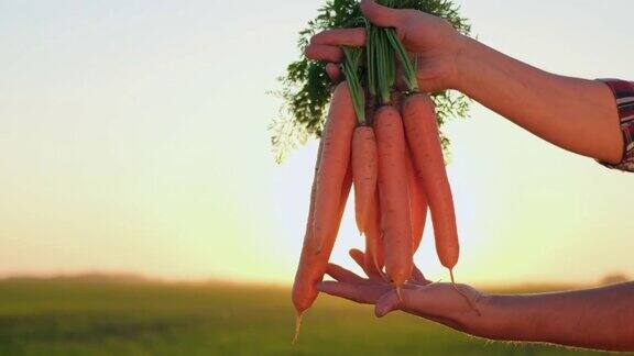 在农夫的手中采摘新鲜的胡萝卜