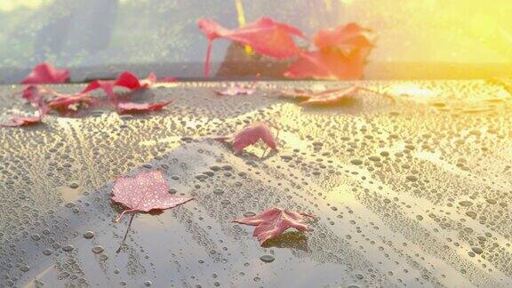 一场秋雨过后美丽的秋叶躺在干净的车上平移和倾斜的相机