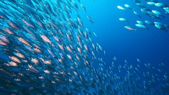 慢动作的诱饵球鱼群在加勒比海库拉索岛的珊瑚礁的绿松石水