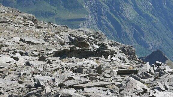 在意大利法国阿尔卑斯山的高海拔的岩石和巨石上行走的母野山羊