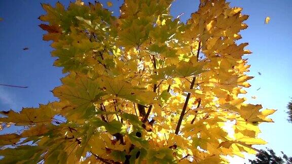 秋天摇晃着枫树