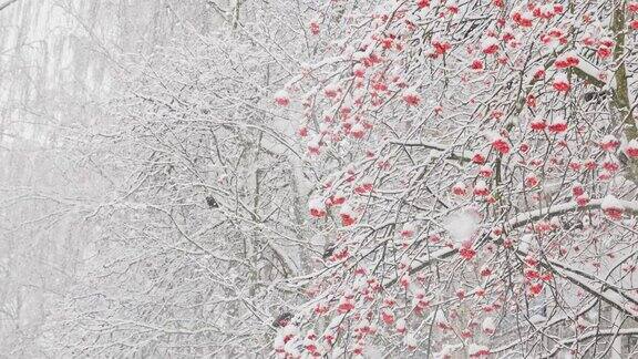 在大雪期间白天很少有寒鸦吃花楸浆果