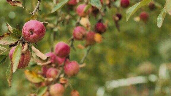 一个女人从苹果树上采摘成熟的苹果的特写
