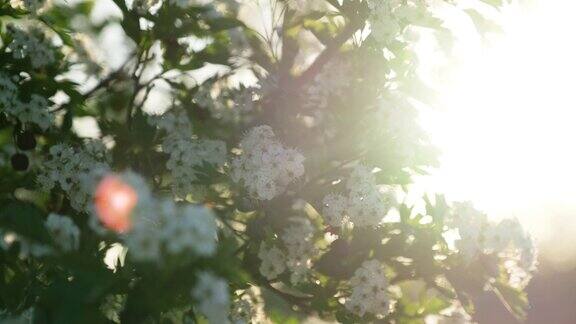 春暖花开的树木和灿烂的阳光