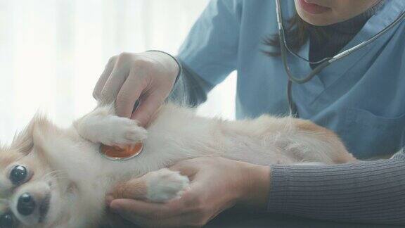 女兽医检查狗的健康