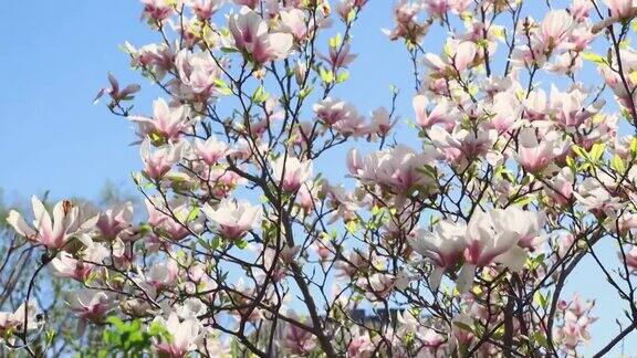 玉兰粉红色的花盛开玉兰树枝蔚蓝的天空四月五月春天