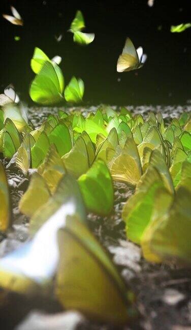 蝴蝶自然动物背景景观天空蝴蝶-昆虫自由飞行动物迁徙动物