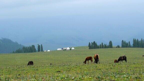 在新疆草原上放牧的牛和马