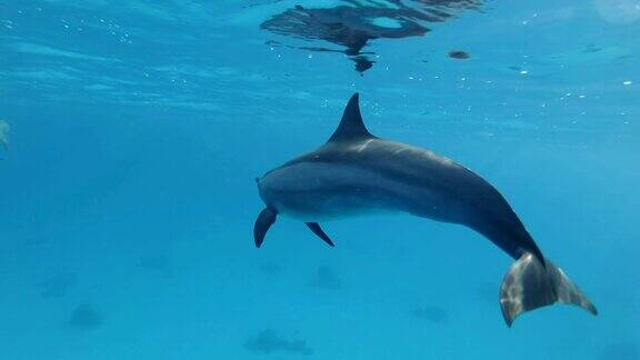 慢镜头海豚非常近距离地在水面下游动飞旋海豚(长颈海豚)特写水下拍摄红海萨塔亚礁(海豚屋)马萨阿拉姆埃及非洲