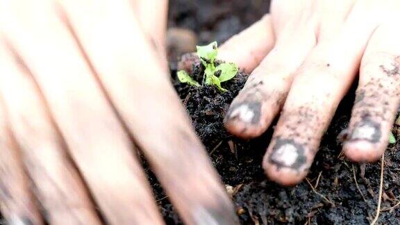在土块中手工种植蔬菜青橡树幼苗