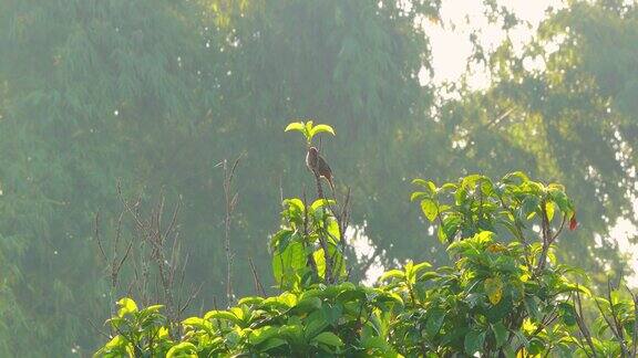 清晨条纹耳白头翁栖息在树枝上
