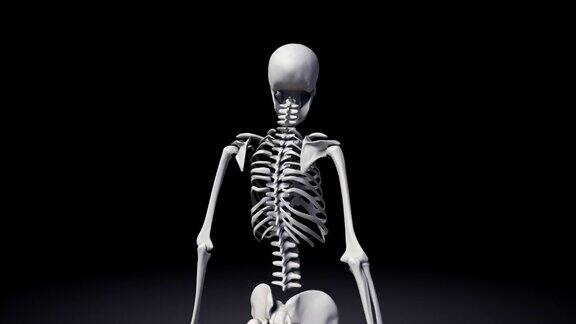 人类骨骼系统