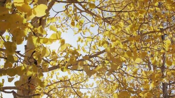 漂亮的黄色白杨树叶在大梅萨国家森林附近的科罗拉多州在美丽的九月秋天的颜色