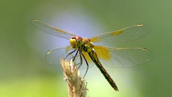 夏天的昆虫蜻蜓在草的茎上