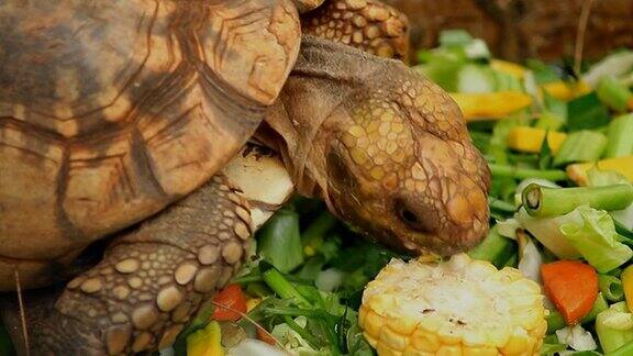 海龟吃蔬菜