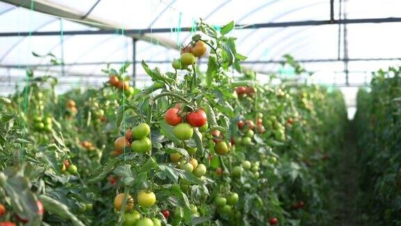把新鲜的西红柿关在温室里