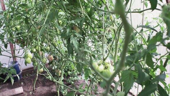 温室里的绿番茄在农场种植有机蔬菜