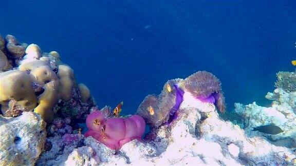 野生动物小丑鱼在马尔代夫的海葵