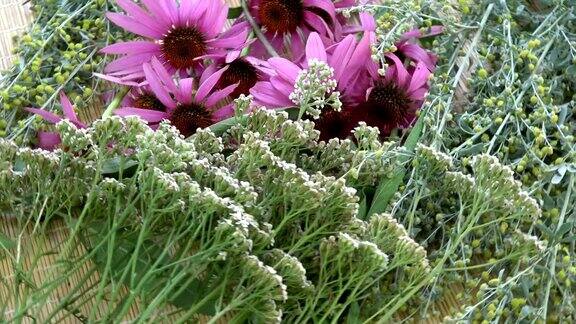 旋转各种新鲜药材紫锥菊艾草蓍草和鼠尾草