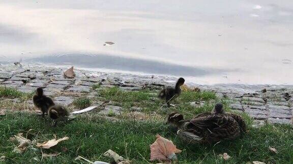 绿头鸭在夏季多雨的市中心观赏花园西欧放松