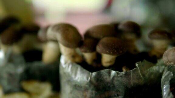 园艺蘑菇