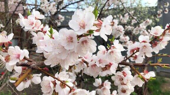 杏树开花